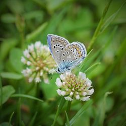 Close-up of butterfly pollinating on flower