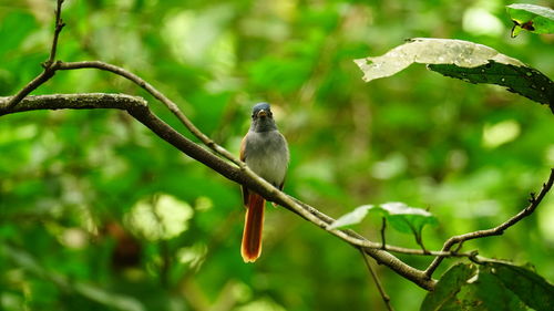 Bird perching on a branch