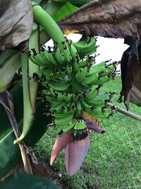 Close-up of banana tree