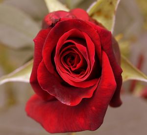 Close-up of red rose