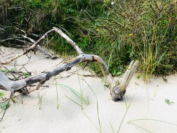 Driftwood on tree trunk in field
