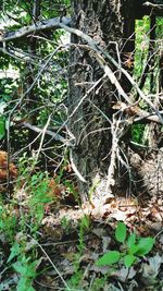 Close-up of tree in forest