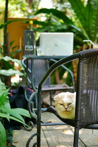 Cat relaxing on chair