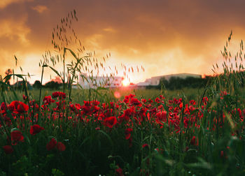 Red flowering plants on field against sky during sunset