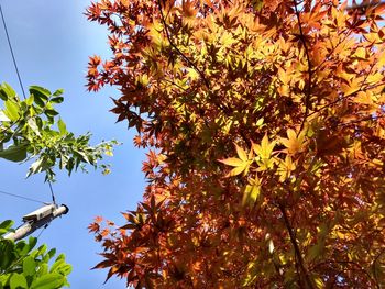 Low angle view of autumnal trees against sky