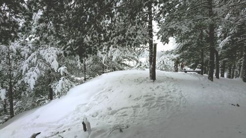 Trees on snow covered landscape