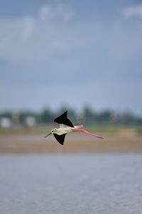 Bird flying over the sea