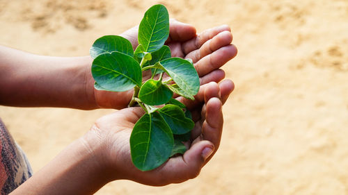 Close-up of hand holding plant