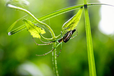 Spider standing on the green leaf