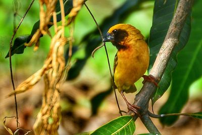 Close-up of bird perching on wall