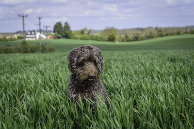 Dog on field