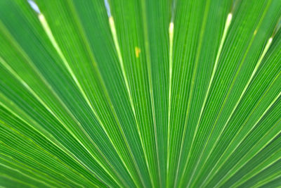 Close-up of palm leaf