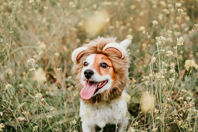 Cute jack russell dog wearing a lion costume on head. happy dog in nature in yellow flowers meadow