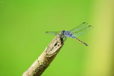 Close-up of dragonfly on twig