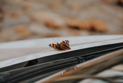 Close-up of butterfly on window