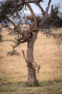Cheetahs on tree over field