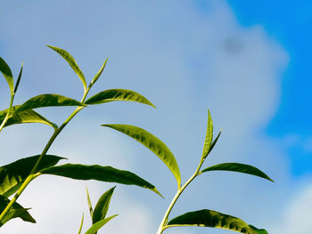 leaf