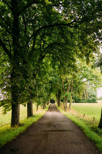Road amidst trees and plants
