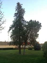 Trees on field against clear sky