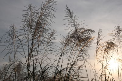 Low angle view of silhouette trees against sky