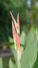 Close-up of flower bud growing outdoors