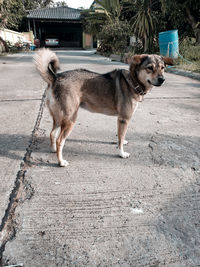 Dog standing on footpath