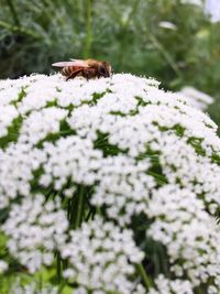 Close-up of bee on white flowers