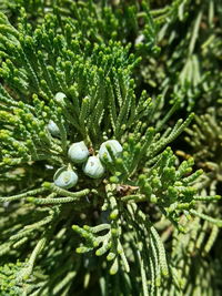 Close-up of leaves