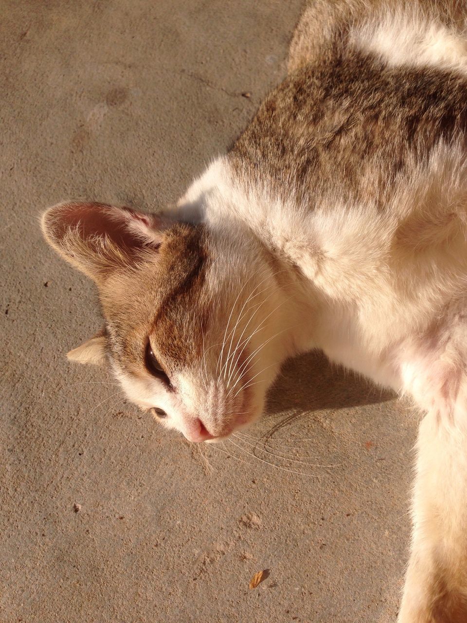 animal themes, mammal, one animal, no people, sand, nature, domestic animals, animals in the wild, outdoors, close-up, day