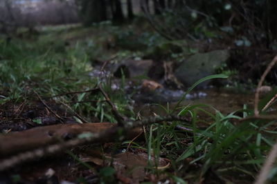 Close-up of mushroom growing on field