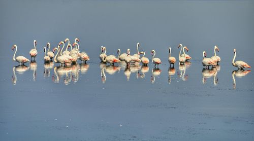 Birds in water against sky