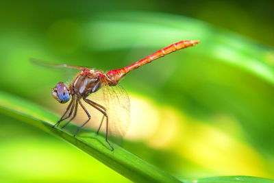 Close-up of dragonfly