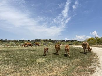 Wild cattle grazing in los barruecos in extremadura, western spain, against sky