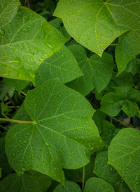 Close-up of wet leaves