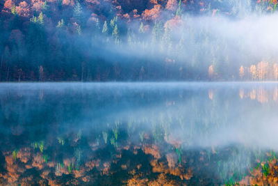 Scenic view of lake in forest