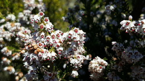 Close-up of pink flowers