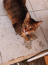 High angle view of cat on floor