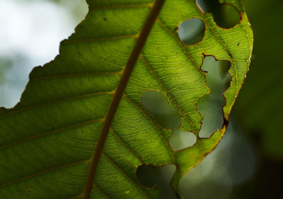 Close-up of fresh green leaves
