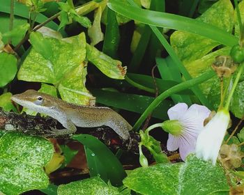 Close-up of snake on plant