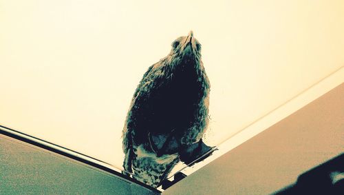 High angle view of lizard on wall against clear sky