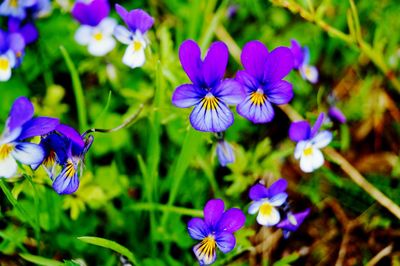 Close-up of purple flowering plants on field
