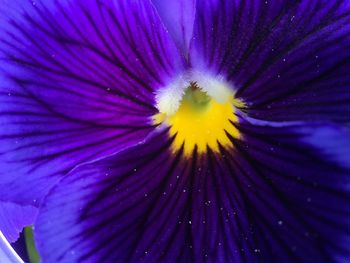 Close-up of purple flower