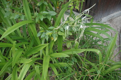 Plants growing in the garden