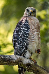 Red shouldered hawk