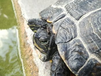 Close-up of a turtle