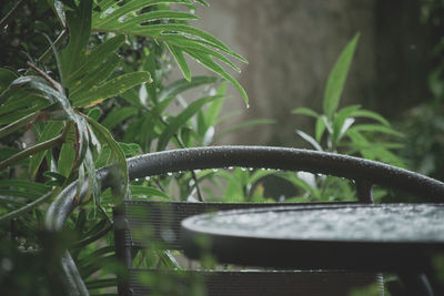 Close-up of wet plant in yard