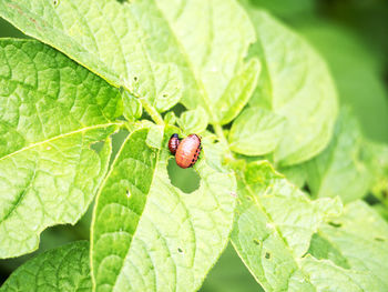 Close-up of insect on leaf