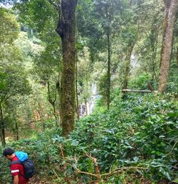 Trees and plants in forest
