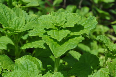 Close-up of fresh green leaves on plant