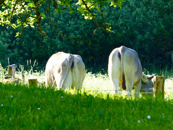 Horse grazing on grassy field
